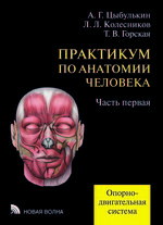 Практикум по анатомии человека. В 4 ч. Ч. 1. Опорно-двигательная система