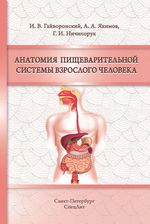 Анатомия пищеварительной системы взрослого человека