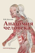 Анатомия человека