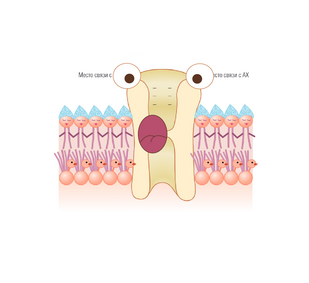 Обложка: Клеточная мембрана отдыхает
