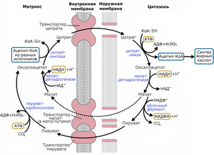 Обложка: Транспорт ацетил-КоА из митохондрии в цитоплазму