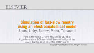 Обложка: Видео 34.2. Симуляция “fast-slow” реентри с помощью электроанатомической модели...см. далее стр. XXi