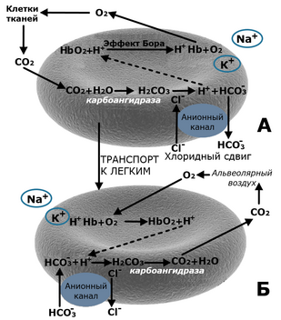 Обложка: Транспорт эритроцитами углекислого газа и кислорода, роль гемоглобиновой буферной системы в регуляции кислотно-основного состояния